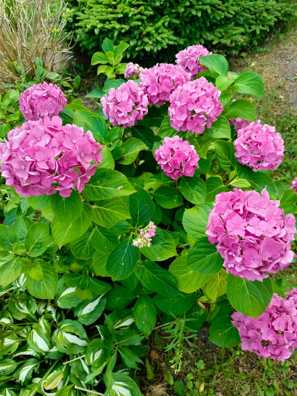 Гостиница Олимп Светлогорск-135