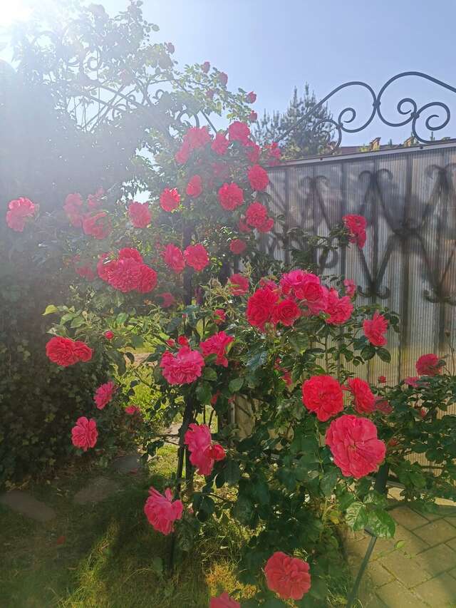 Гостиница Олимп Светлогорск-141